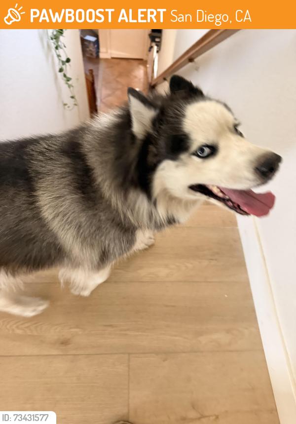 Found/Stray Female Dog last seen Deaver Ln and Hires Wy, San Diego, CA 92173