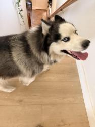 Found/Stray Female Dog last seen Deaver Ln and Hires Wy, San Diego, CA 92173