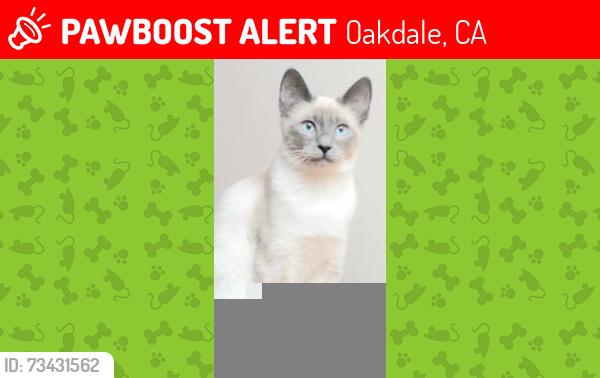 Lost Female Cat last seen Pleasanton Pl., Olive St., Oakdale, CA 95361