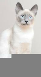 Lost Female Cat last seen Pleasanton Pl., Olive St., Oakdale, CA 95361