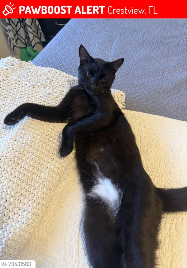 Lost Male Cat last seen John king road, Crestview, FL 32539