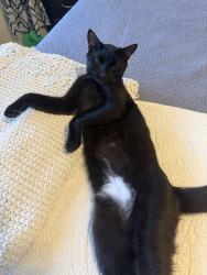 Lost Male Cat last seen John king road, Crestview, FL 32539