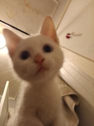 Lost Female Cat last seen Worley and banks ave, Columbia, MO 65203