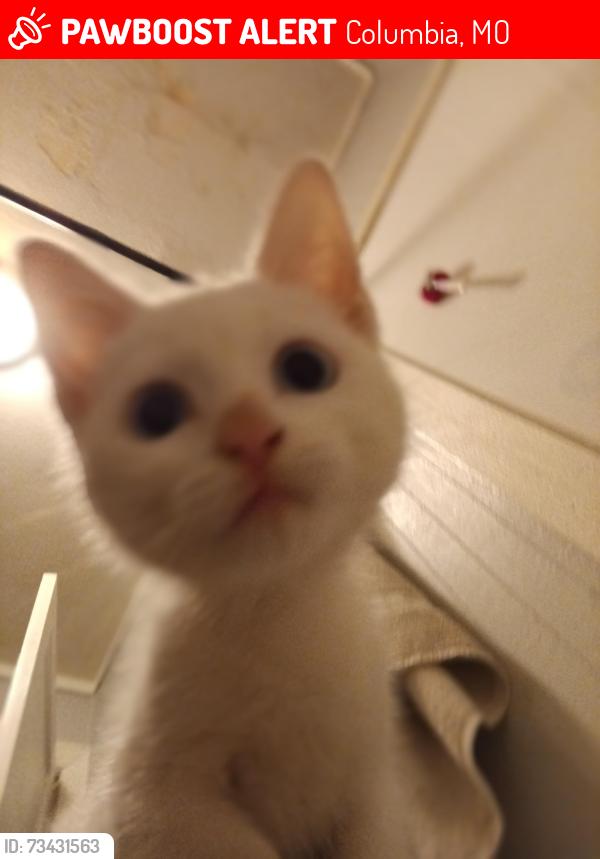 Lost Female Cat last seen Worley and banks ave, Columbia, MO 65203