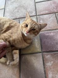 Found/Stray Male Cat last seen Silent spring st, Hesperia, CA 92344