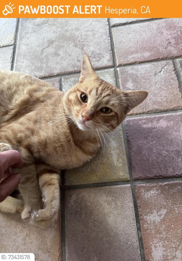 Found/Stray Male Cat last seen Silent spring st, Hesperia, CA 92344