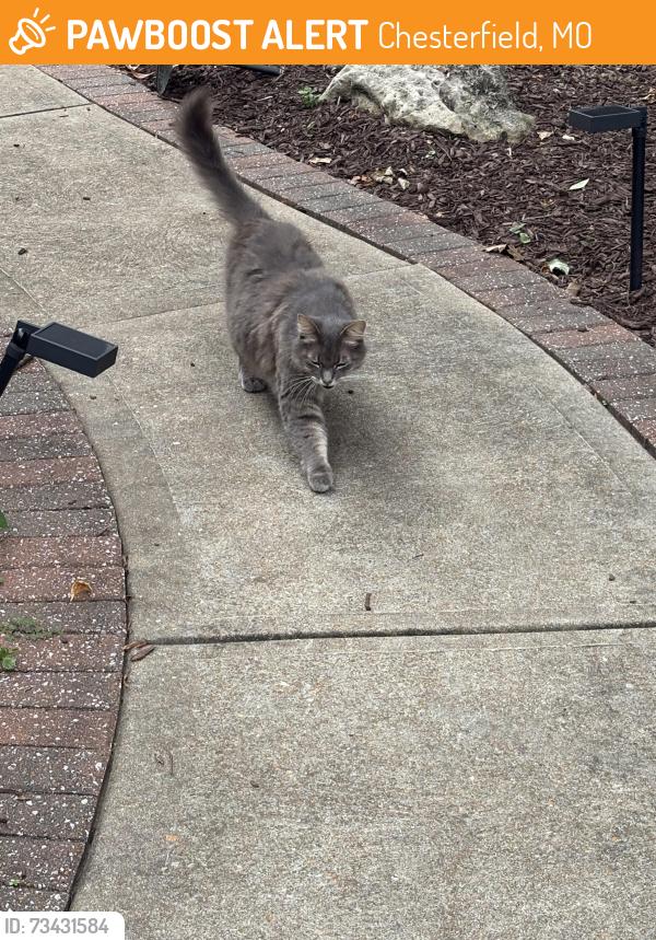 Found/Stray Unknown Cat last seen Driveway of 14600, Chesterfield, MO 63017