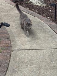 Found/Stray Unknown Cat last seen Driveway of 14600, Chesterfield, MO 63017