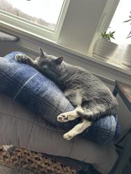 Lost Female Cat last seen Old farm neighborhood, Germantown, WI 53022