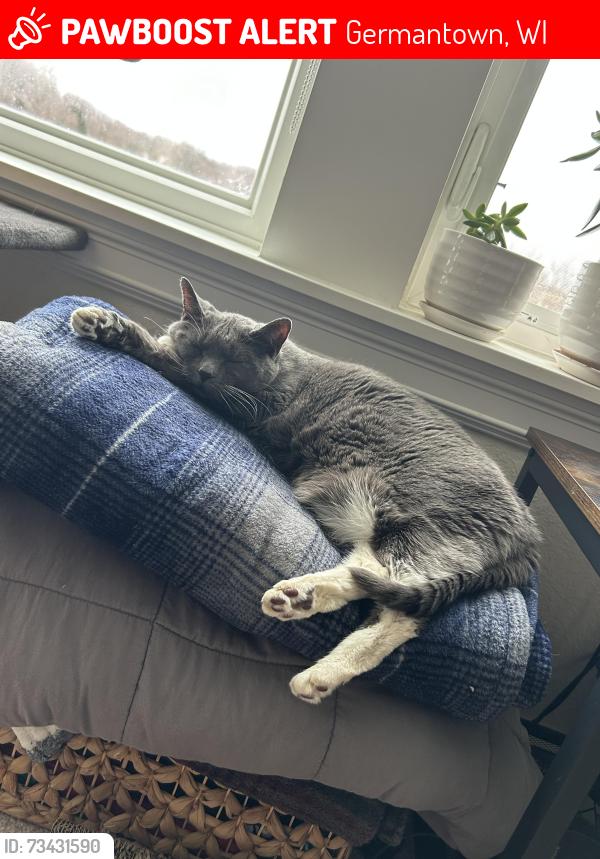 Lost Female Cat last seen Old farm neighborhood, Germantown, WI 53022