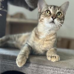 Shelter Stray Female Cat last seen , 8020 Washington St, Port Richey, FL 34668, USA