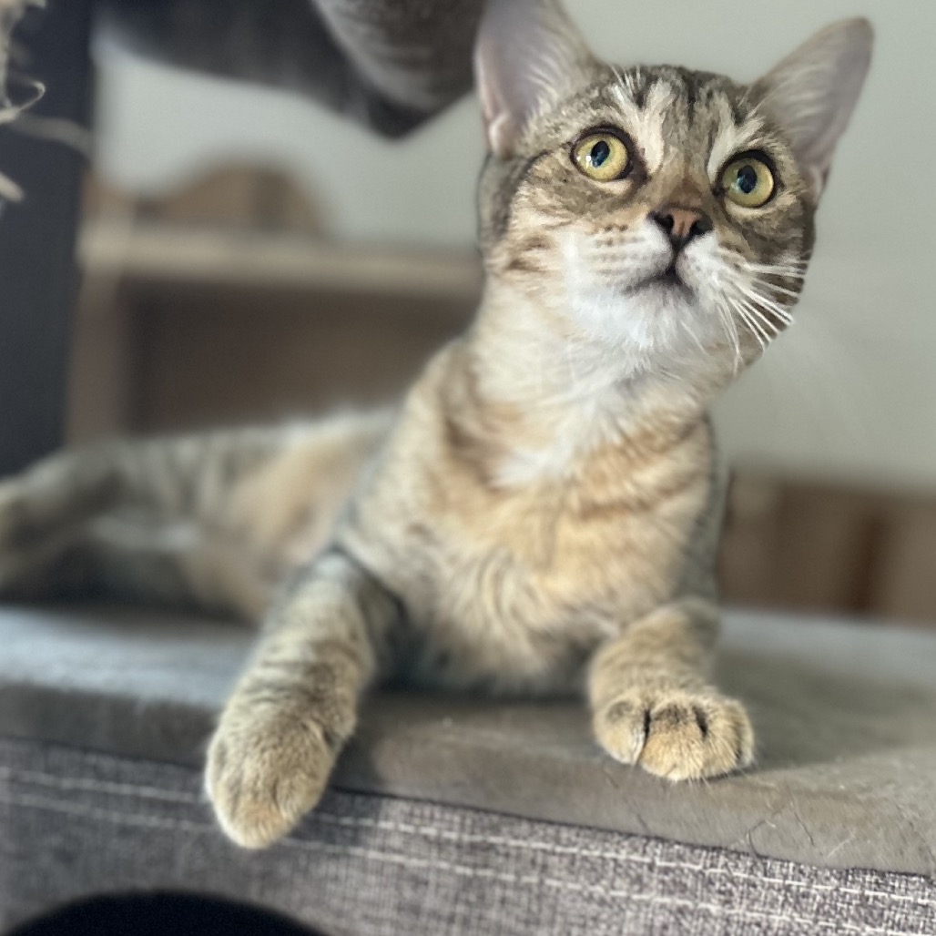 Shelter Stray Female Cat last seen , 8020 Washington St, Port Richey, FL 34668, USA