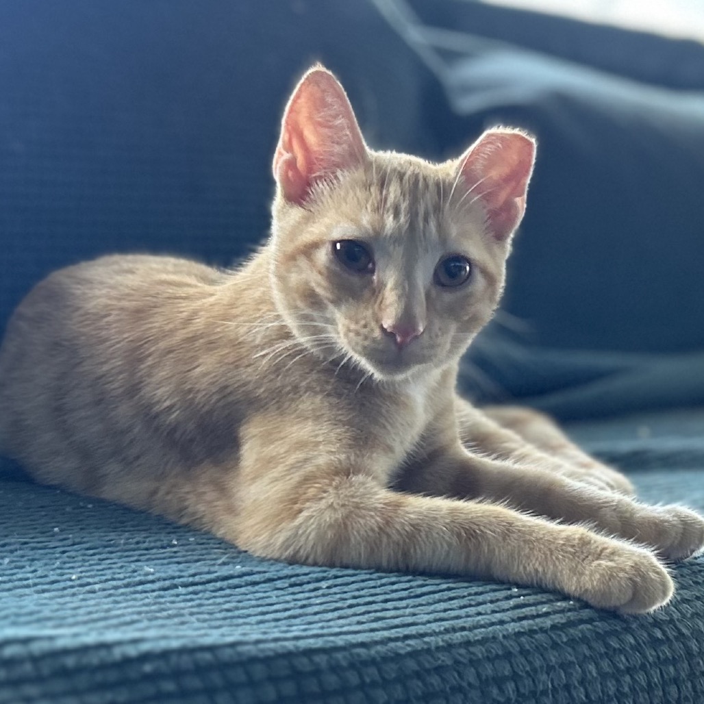 Shelter Stray Female Cat last seen , 8020 Washington St, Port Richey, FL 34668, USA