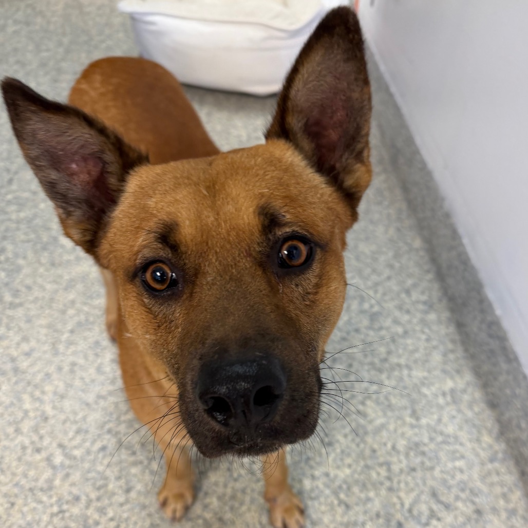 Shelter Stray Male Dog last seen , 1395 1st St, Coronado, CA 92118, USA