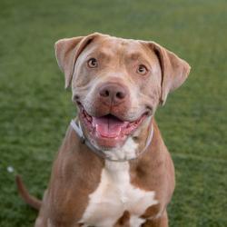 Shelter Stray Female Dog last seen , 361 S Raymond Ave, Pasadena, CA 91105, USA