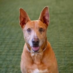 Shelter Stray Male Dog last seen , 361 S Raymond Ave, Pasadena, CA 91105, USA
