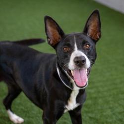 Shelter Stray Female Dog last seen , 361 S Raymond Ave, Pasadena, CA 91105, USA