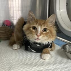 Shelter Stray Male Cat last seen , 361 S Raymond Ave, Pasadena, CA 91105, USA