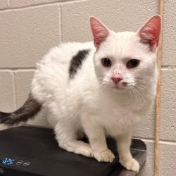 Shelter Stray Male Cat last seen , 54687 Co Rd 19, Bristol, IN 46507, USA