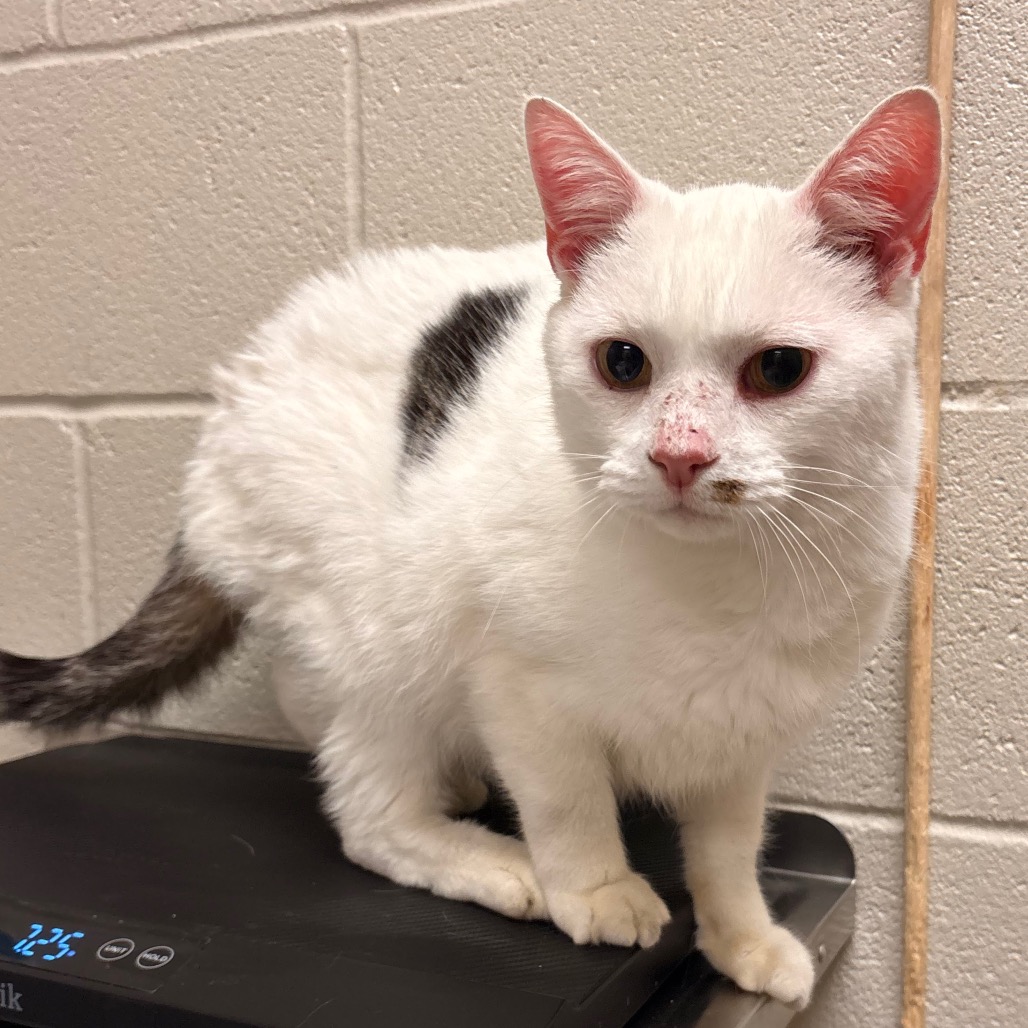 Shelter Stray Male Cat last seen , 54687 Co Rd 19, Bristol, IN 46507, USA