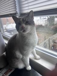 Reunited Male Cat last seen Laurel Place Winding Way Cherrywood, Clementon, NJ 08021