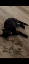 Lost Female Cat last seen Super 8 hotel, Petersburg, VA 23805