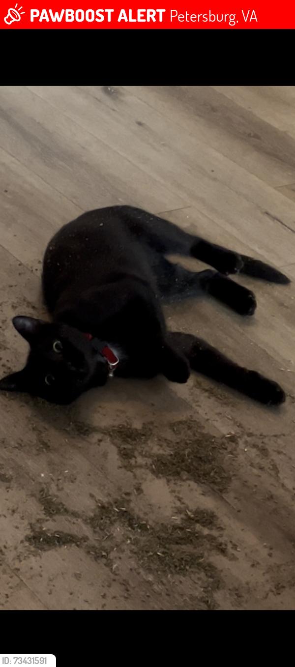 Lost Female Cat last seen Super 8 hotel, Petersburg, VA 23805
