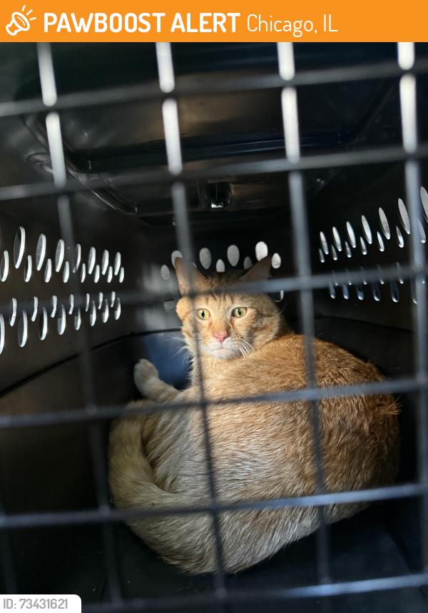 Found/Stray Unknown Cat last seen Western and Shakespeare, Chicago, IL 60647