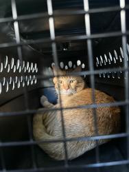 Found/Stray Unknown Cat last seen Western and Shakespeare, Chicago, IL 60647