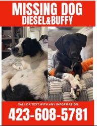 Lost Male Dog last seen Newport Tennessee, lark road., Newport, TN 37821