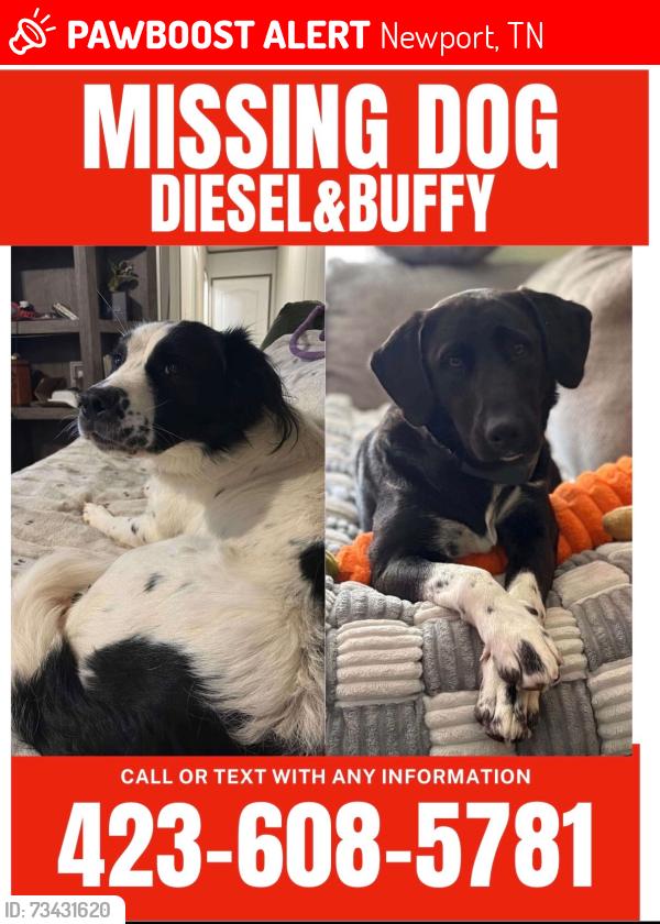 Lost Male Dog last seen Newport Tennessee, lark road., Newport, TN 37821