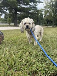 Reunited Male Dog last seen WildCare Park, St. Louis County, MO 63138