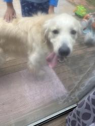 Found/Stray Unknown Dog last seen jamaica ln, Sudley, VA 20109