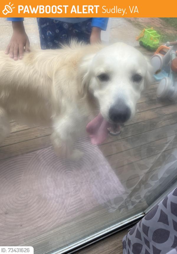 Found/Stray Unknown Dog last seen jamaica ln, Sudley, VA 20109