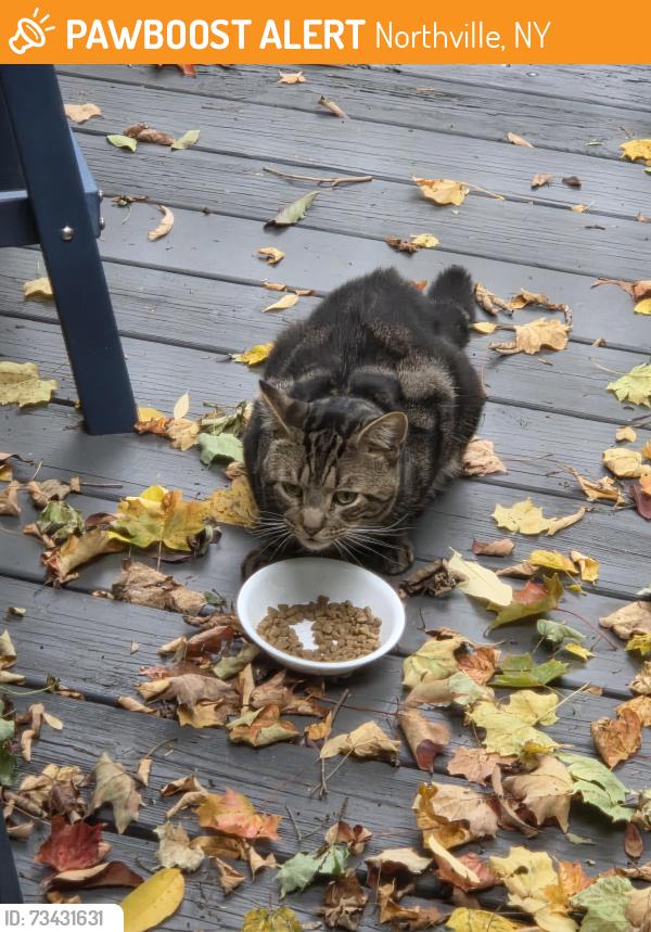 Found/Stray Unknown Cat last seen Sinclair Drive, Northville, NY 12134