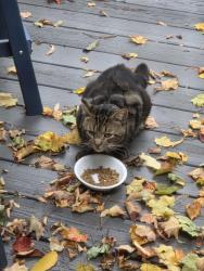 Found/Stray Unknown Cat last seen Sinclair Drive, Northville, NY 12134