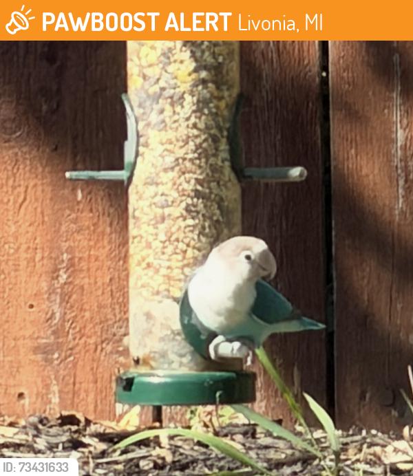 Found/Stray Unknown Bird last seen Plymouth and Newburgh, Livonia, MI 48150