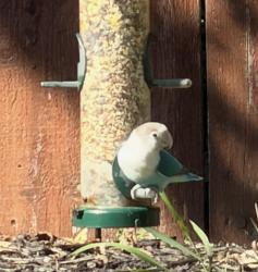 Found/Stray Unknown Bird last seen Plymouth and Newburgh, Livonia, MI 48150