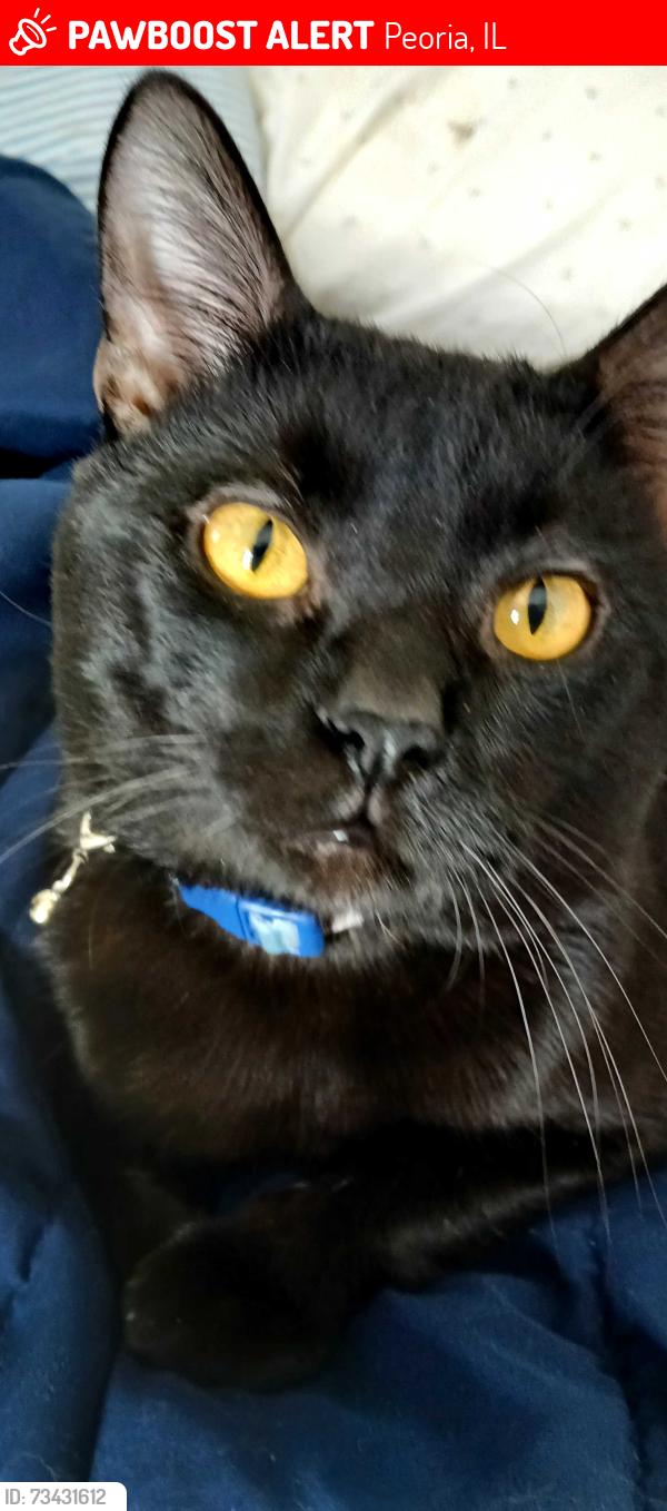 Lost Male Cat last seen Near E La Salle St, Peoria, IL 61603