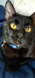 Lost Male Cat last seen Near E La Salle St, Peoria, IL 61603
