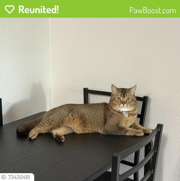 Reunited Male Cat last seen Walnut ave, Fremont Blvd, Liberty St, Sundale dr, Fremont, CA 94538