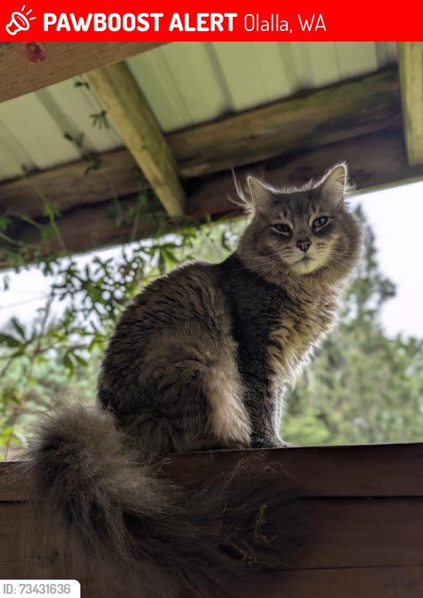 Lost Male Cat last seen Elderberry Lane SE and Hadfield Rd SE, Olalla, WA 98359