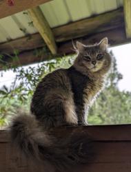 Lost Male Cat last seen Elderberry Lane SE and Hadfield Rd SE, Olalla, WA 98359