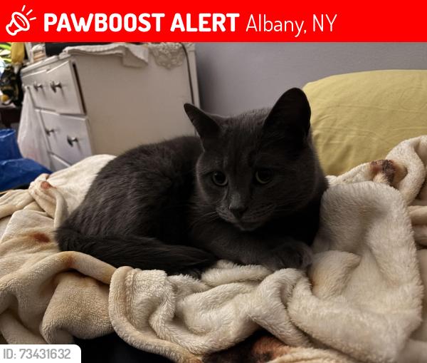 Lost Female Cat last seen Washington Ave and Henry Johnson, Albany, NY 12210