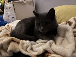 Lost Female Cat last seen Washington Ave and Henry Johnson, Albany, NY 12210