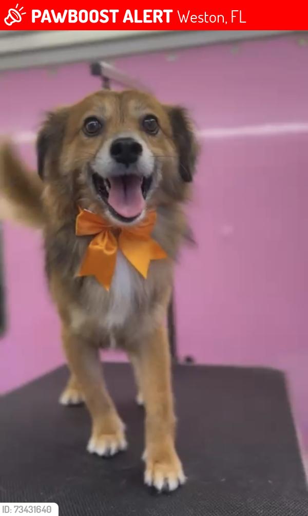 Lost Male Dog last seen The Ridges - Communtiy, Weston, FL 33326