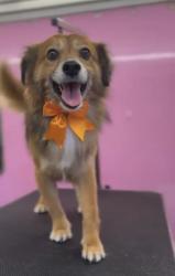 Lost Male Dog last seen The Ridges - Communtiy, Weston, FL 33326