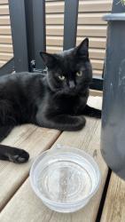 Reunited Unknown Cat last seen Saddlestone, Calgary, AB 