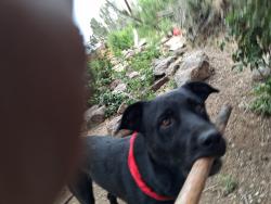 Lost Male Dog last seen Barrel springs rd., Sun Valley, NV 89433
