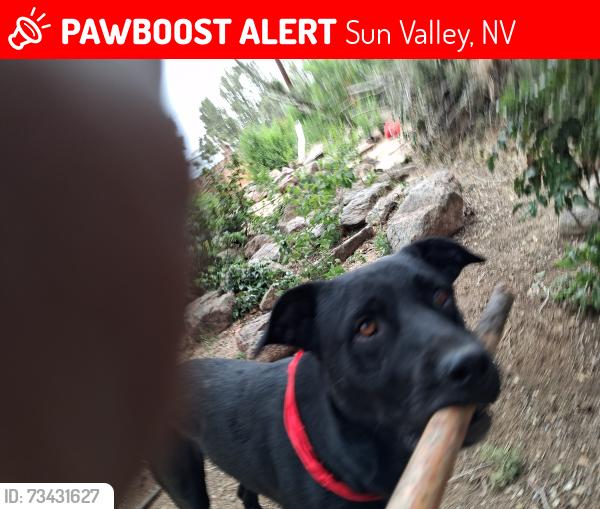 Lost Male Dog last seen Barrel springs rd., Sun Valley, NV 89433
